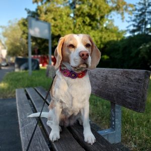 Blumenhalsband Stella – Flower Deluxe